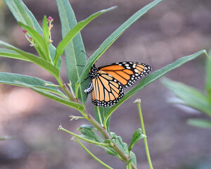Monarch Laying Eggs on Milkweed © Kimberly