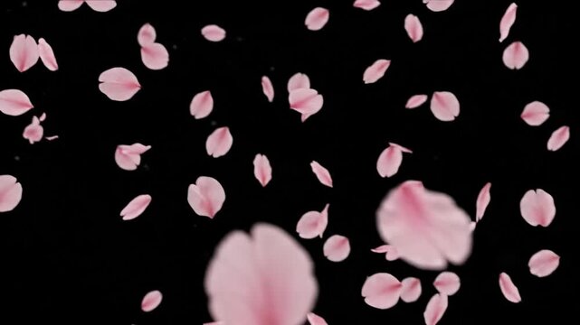 Falling pink cherry blossom petal floating gentle motion background black isolated display joy romance delicate beauty spring nature botanical fresh flora art pattern concept vdo frame Japanese floral