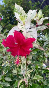 Vertical video of beautiful red variegated hibiscus flower blooming in tropical garden, slow motion close up.