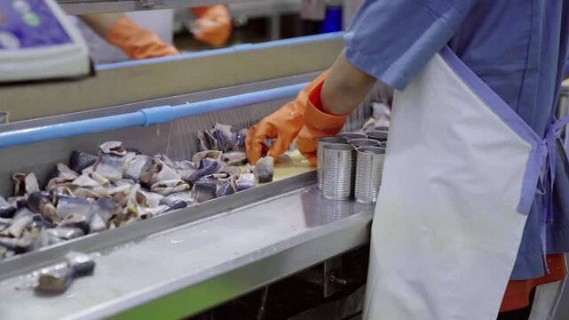 Seafood factory worker packing fish into cans along conveyor belt line