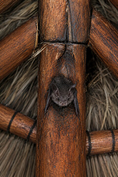 Small Bat Hanging on Wooden Pole in Thatched Roof - Yucatan Wildlife