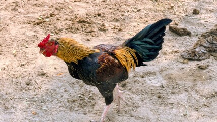 Colorful Rooster with Golden Hackles and Green Tail Feathers on Dirt Ground: Free-Range Village Cockerel Photo © Ghulam