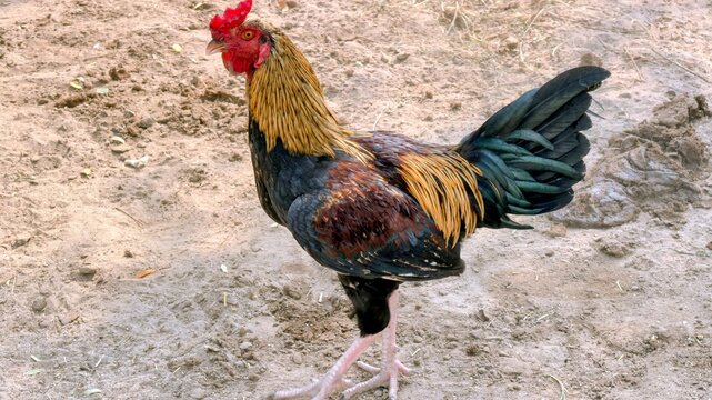 Colorful Rooster with Golden Hackles and Green Tail Feathers on Dirt Ground: Free-Range Village Cockerel Photo