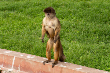 Curious Brown Capuchin Monkey Standing Upright on Two Legs on Green Grass © Etzon