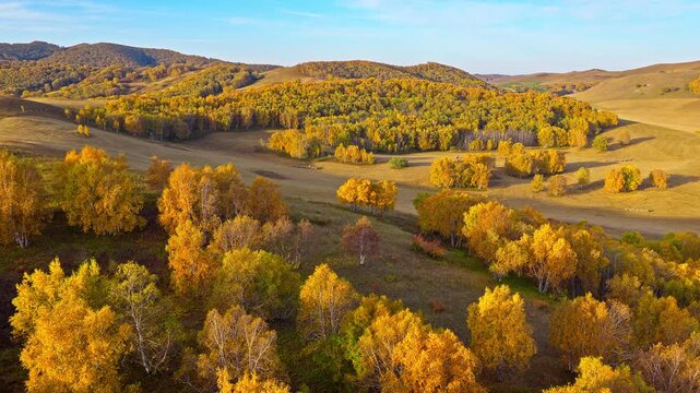 Panoramic view of autumn birch groves scattered across open valley pastures in Ulan Butong Grassland, Inner Mongolia, China