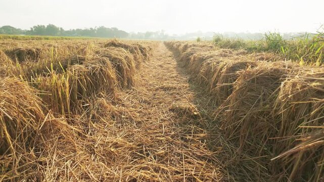 Slow Motion Dog POV Shot of Walking Low to the Ground Through Rice Straw Rows