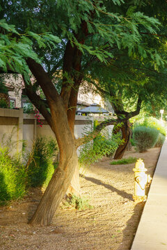 Under mature mesquite tree (Prosopis) growing in an arid suburban xeriscape landscape next to a sidewalk and a yellow fire hydrant, Phoenix, Arizona