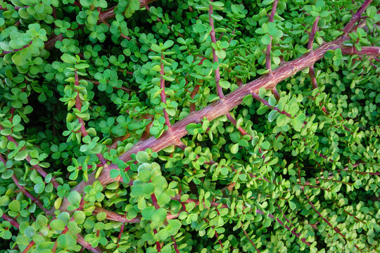 An elephant bush plant (Portulacaria afra) featuring thick reddish-brown stems and dense green succulent leaves in close-up view, natural background