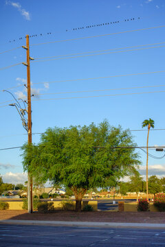 Velvet mesquite tree (Prosopis velutina) stands near a wooden utility pole under a blue sky with birds on wires, Phoenix, Arizona
