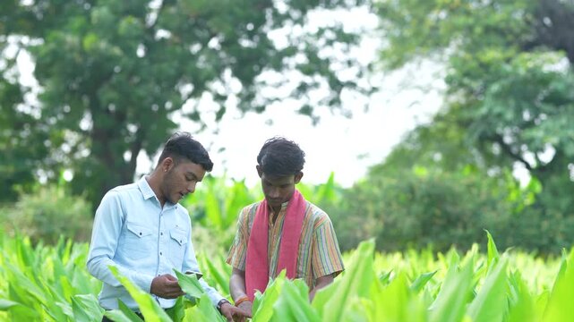 Indian male bank manager or agronomist discussing with farmer at turmeric agriculture field