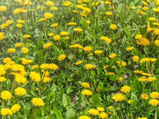 Field of yellow dandelions. Taraxacum officinale, the common dandelion © Dmitrii Potashkin