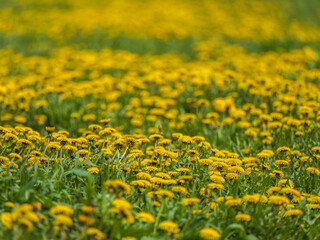 Field of yellow dandelions. Taraxacum officinale, the common dandelion © Dmitrii Potashkin