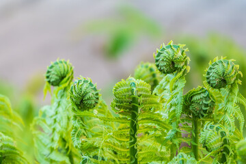 Natural green young ostrich fern or shuttlecock fern © Dmitrii Potashkin