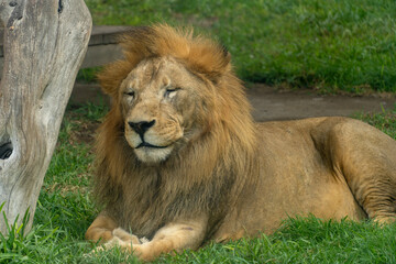 Expressive Portrait of an Aging Male Lion Looking Tired and Weary While Resting on Grass in a Zoo Enclosure © Etzon