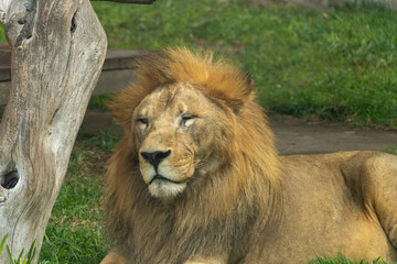 Expressive Portrait of an Aging Male Lion Looking Tired and Weary While Resting on Grass in a Zoo Enclosure © Etzon
