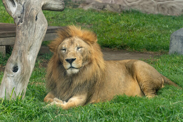 Expressive Portrait of an Aging Male Lion Looking Tired and Weary While Resting on Grass in a Zoo Enclosure © Etzon