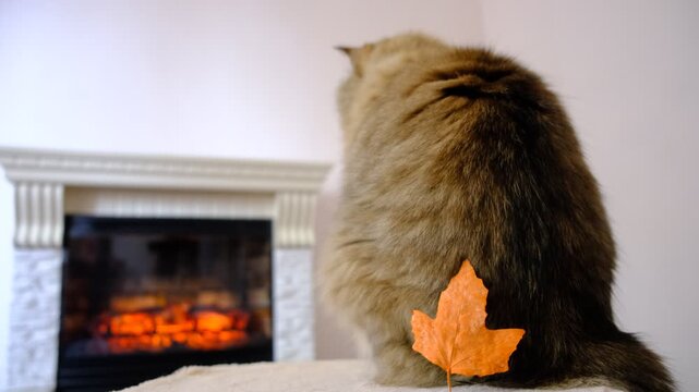 In a cozy room, a cat is lounging by the fireplace. The warm, dancing flames cast a gentle glow on the walls and highlight the cat&rsquo;s fur. The cat looks utterly relaxed, Autumn atmospheric mood