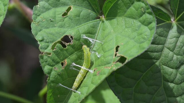 cabbage looper caterpillar in the processes of building a silken cocoon to overwinter. 
