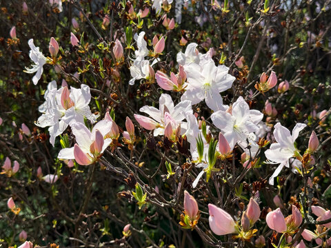 Blossoming rhododendron bush in springtime 