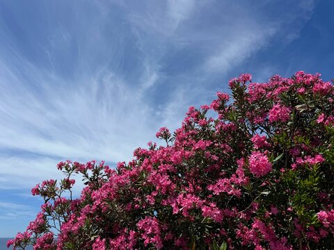 Blooming Nerium Oleander pink flowers shrub 