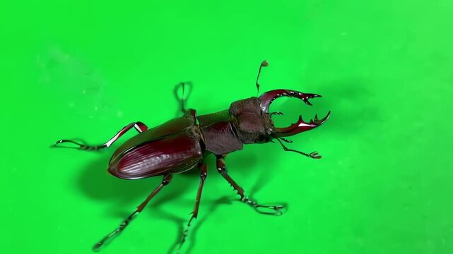 Overhead top view of a realistic stag beetle walking on a chroma key green screen for film production