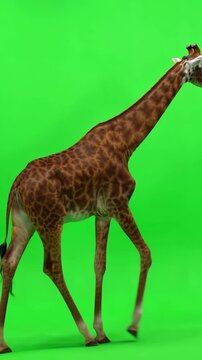 Realistic giraffe walking slowly in side view against a bright green screen background
