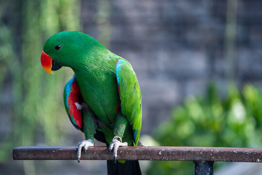 Side view profile of a male green eclectus parrot showing red wing feathers