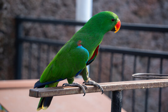 Male green eclectus parrot perched on wooden stand outdoors in sunlight