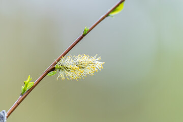 Nature awakes in spring. Blooming willow twigs and furry willow-catkins, so called seals or cats. Holly willow, Salix caprea © Dmitrii Potashkin