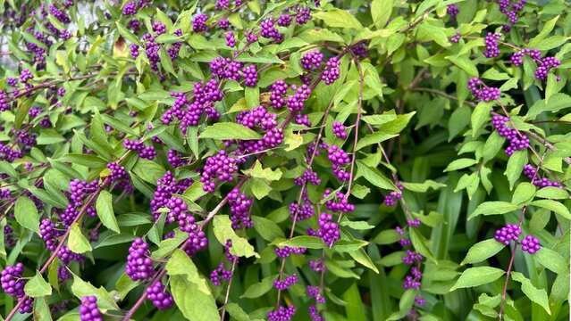 photograph of Japanese beautyberry with dense clusters of vivid purple berries, abundant purple berries on autumn shrub, close-up of Callicarpa japonica fruit clusters in fall