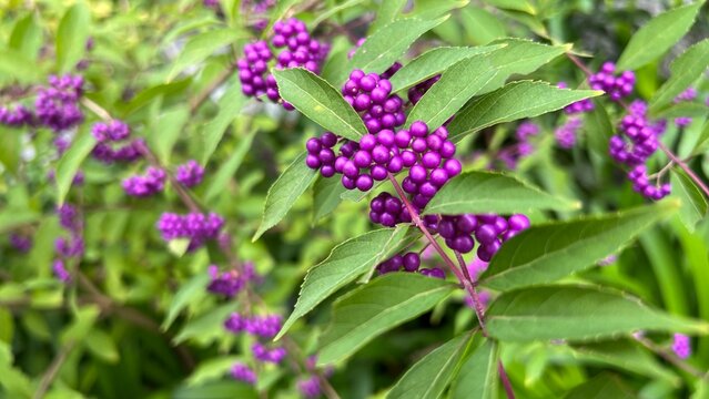 photograph of Japanese beautyberry with dense clusters of vivid purple berries, abundant purple berries on autumn shrub, close-up of Callicarpa japonica fruit clusters in fall