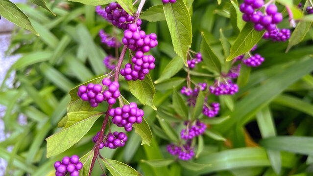 photograph of Japanese beautyberry with dense clusters of vivid purple berries, abundant purple berries on autumn shrub, close-up of Callicarpa japonica fruit clusters in fall