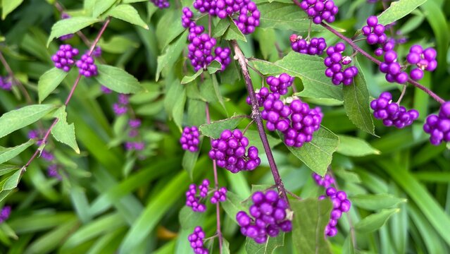photograph of Japanese beautyberry with dense clusters of vivid purple berries, abundant purple berries on autumn shrub, close-up of Callicarpa japonica fruit clusters in fall