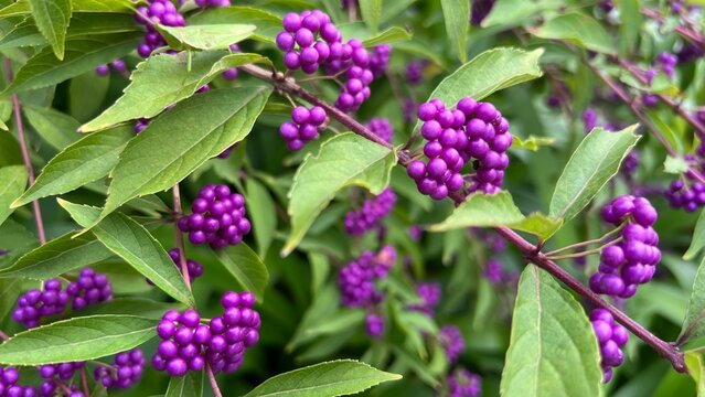 photograph of Japanese beautyberry with dense clusters of vivid purple berries, abundant purple berries on autumn shrub, close-up of Callicarpa japonica fruit clusters in fall