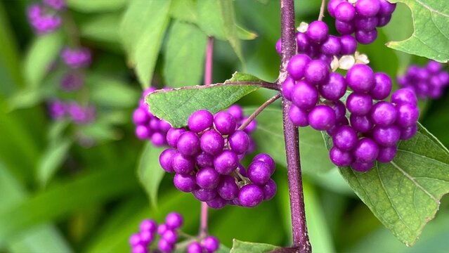 photograph of Japanese beautyberry with dense clusters of vivid purple berries, abundant purple berries in autumn, close-up of small berry clusters on shrub