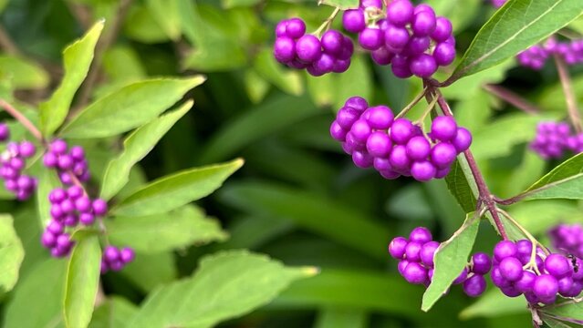 photograph of Japanese beautyberry with dense clusters of vivid purple berries, abundant purple berries on autumn shrub, close-up of Callicarpa japonica fruit clusters in fall