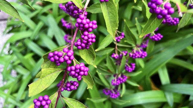 photograph of Japanese beautyberry with dense clusters of vivid purple berries, abundant purple berries on autumn shrub, close-up of Callicarpa japonica fruit clusters in fall
