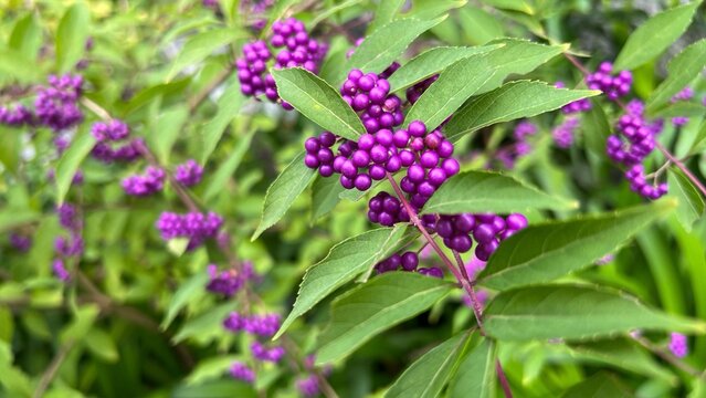 photograph of Japanese beautyberry with dense clusters of vivid purple berries, abundant purple berries on autumn shrub, close-up of Callicarpa japonica fruit clusters in fall