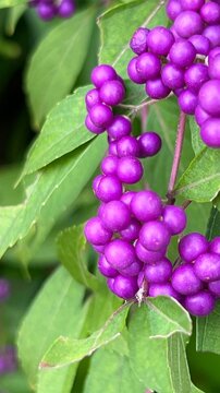 photograph of Japanese beautyberry with dense clusters of vivid purple berries, abundant purple berries in autumn, close-up of small berry clusters on shrub