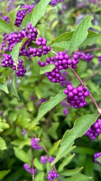 photograph of Japanese beautyberry with dense clusters of vivid purple berries, abundant purple berries on autumn shrub, close-up of Callicarpa japonica fruit clusters in fall