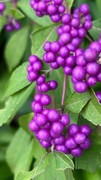 photograph of Japanese beautyberry with dense clusters of vivid purple berries, abundant purple berries in autumn, close-up of small berry clusters on shrub