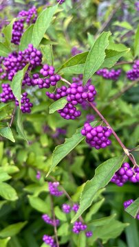 photograph of Japanese beautyberry with dense clusters of vivid purple berries, abundant purple berries on autumn shrub, close-up of Callicarpa japonica fruit clusters in fall