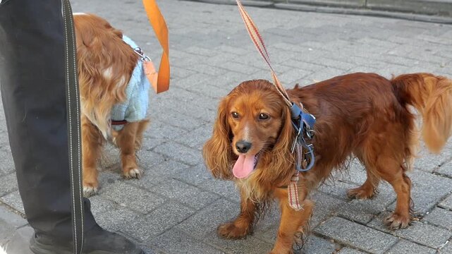 Two irish setters stand on leashes with their handler on a city sidewalk