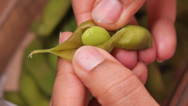 Hands Opening a Fresh Edamame Pod to Reveal Green Soybeans