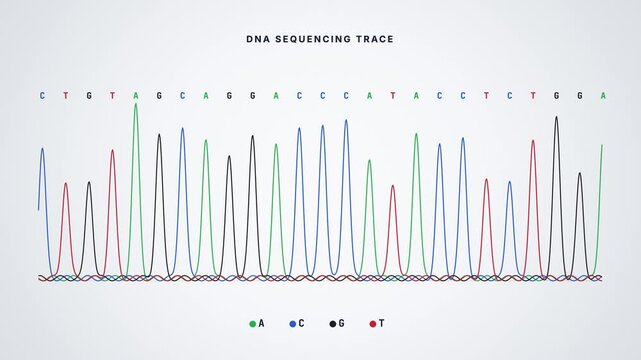 Scrolling DNA sequencing chromatogram with colour-coded base call peaks, seamless loop