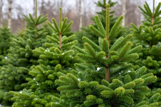 Young evergreen trees growing in a Christmas tree plantation