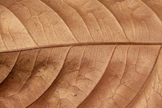 A close-up view of the natural texture of a dry, brown leaf, revealing an intricate and prominent pattern of veins