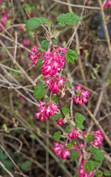 redflower currant shrub with pink and white flowers - ribes sanguineum 