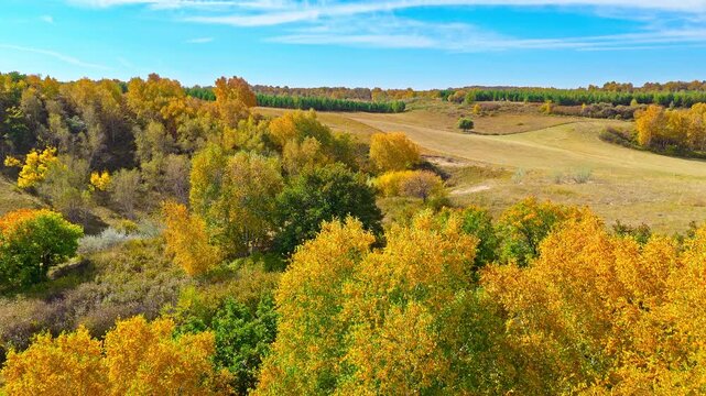 Aerial view of vibrant autumn forest and rolling hills under a sunny blue sky in Ulan Butong Grassland, Inner Mongolia, China