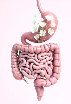 Anatomical illustration of human digestive system with stylized flower on stomach area